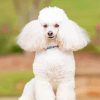 White Poodle Dog paint by number