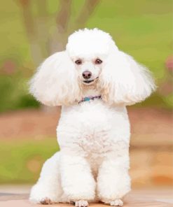 White Poodle Dog paint by number