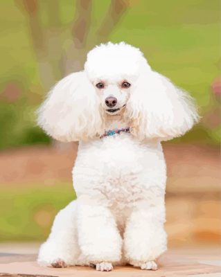 White Poodle Dog paint by number