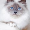 White Siamese Cat With Blue Eyes paint by number