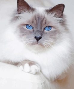 White Siamese Cat With Blue Eyes paint by number