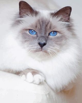 White Siamese Cat With Blue Eyes paint by number