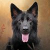 Black German Shepherd Head paint by number