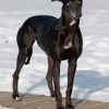 Black Greyhound In Snow paint by number