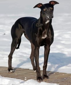 Black Greyhound In Snow paint by number