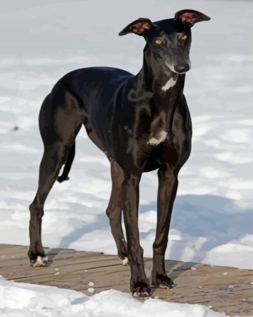 Black Greyhound In Snow paint by number