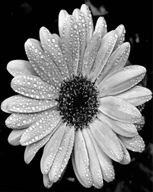 Black And White Daisy paint by number