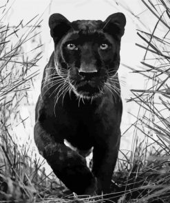 Black And White Panther paint by number