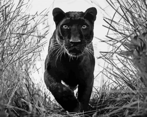 Black And White Panther paint by number