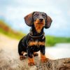 Black Wire Haired Dachshund paint by number