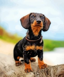 Black Wire Haired Dachshund paint by number