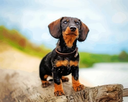 Black Wire Haired Dachshund paint by number