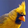 Close Up Yellow Cardinal paint by number