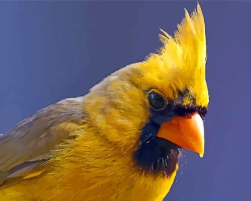 Close Up Yellow Cardinal paint by number