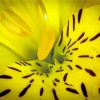 Close Up Yellow Alstroemeria With Rain Drops paint by number