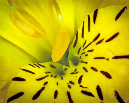 Close Up Yellow Alstroemeria With Rain Drops paint by number