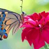 Colorful Butterfly On Pink Flower paint by number