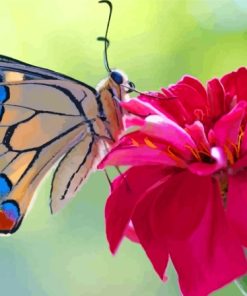 Colorful Butterfly On Pink Flower paint by number