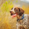 German Shorthair Dog paint by number