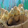 Prairie Dogs Animals paint by number