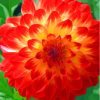 Red Orange Dahlia Flowering Plant paint by number