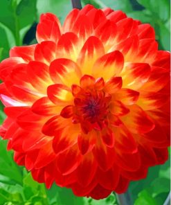 Red Orange Dahlia Flowering Plant paint by number