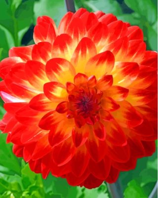 Red Orange Dahlia Flowering Plant paint by number