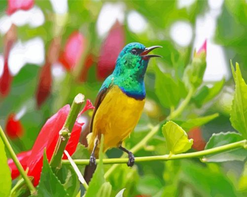 Sunbird Bird Paint by number