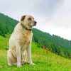 The Anatolian Shepherd Dog paint by number