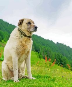 The Anatolian Shepherd Dog paint by number