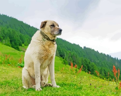 The Anatolian Shepherd Dog paint by number