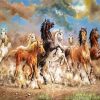 Wild 8 Horses paint by number