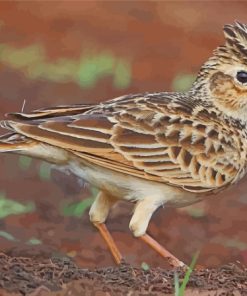 Aesthetic Eurasian Skylark paint by number