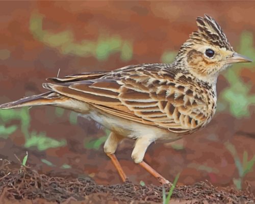 Aesthetic Eurasian Skylark paint by number