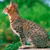 Aesthetic Ocicat paint by number