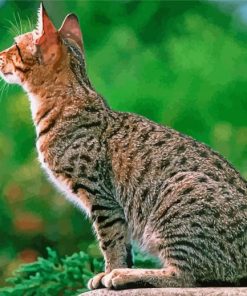 Aesthetic Ocicat paint by number