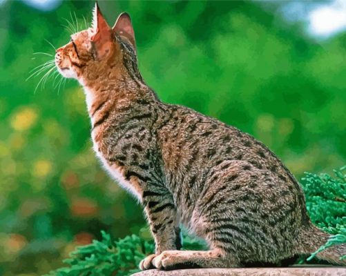 Aesthetic Ocicat paint by number