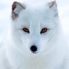 Aesthetic Polar Fox Art Paint by number