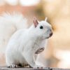 Albino Squirrels Paint by number