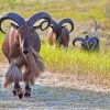 Aoudad Sheep Folk paint by number