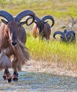 Aoudad Sheep Folk paint by number