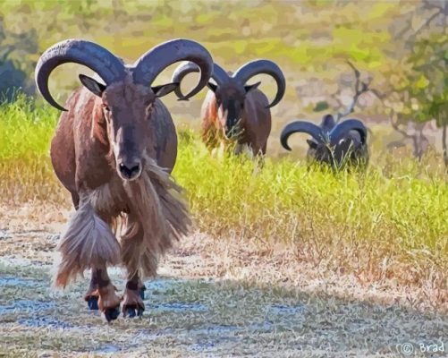 Aoudad Sheep Folk paint by number