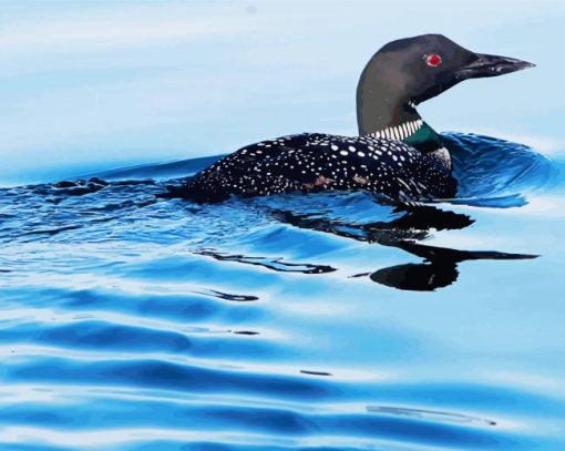 Bird Loon On Lake paint by number