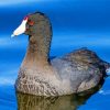 Black Coots In Water paint by number