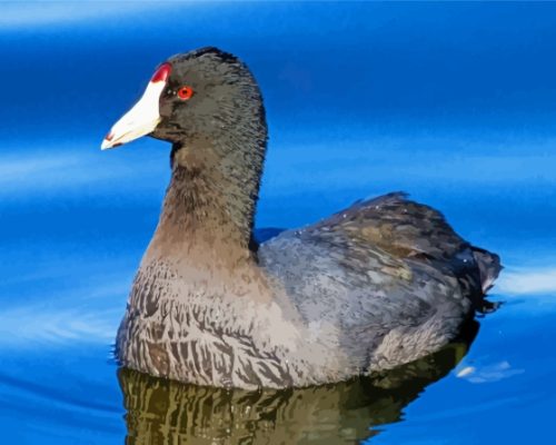 Black Coots In Water paint by number