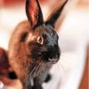 Black Bunny Animal paint by number