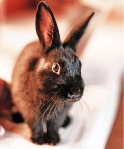 Black Bunny Animal paint by number