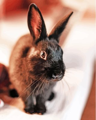 Black Bunny Animal paint by number