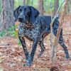 Black Pointing Dog In Forest paint by number