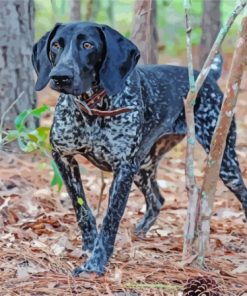 Black Pointing Dog In Forest paint by number